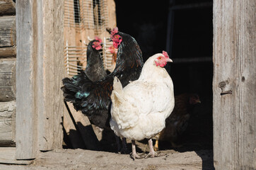 Wtite and black hens on the doorstep of a wooden barn, selective focus