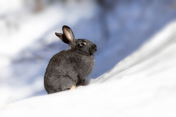 Rabbit. Winter forest nature background.  