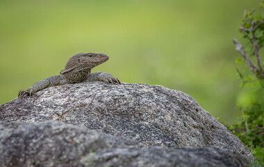land monitor lizard on the rock green background 