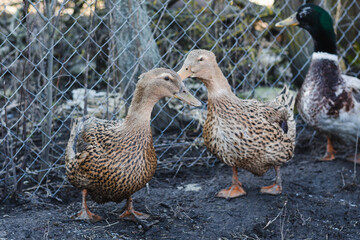 Two colored ducks free-range in early spring.