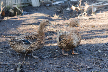 Two colored ducks free-range in early spring closeup