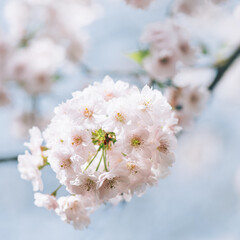 Beautiful nature scene with branches of white blooming tree in spring.