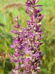 Wild flowers growing by the Danube in Austria