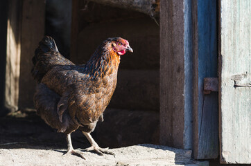 Beautiful brown hen on the doorstep of a wooden barn