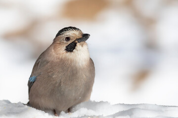 Winter. White snow background. Bird: Eurasian Jay.