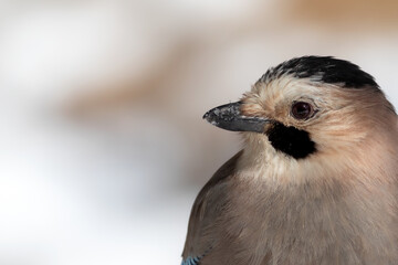Winter. White snow background. Bird: Eurasian Jay.