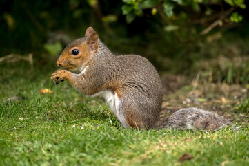 Naklejka na ściany i meble Grey Squirrel on the grass in Scotland, close up