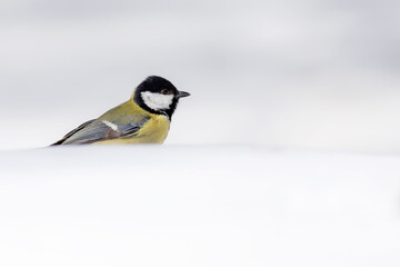 Winter nature and bird. White snow background. Bird: Great tit. 