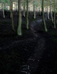 follow the trail the between the dark trees to the early morning sunlight bursting through ahead