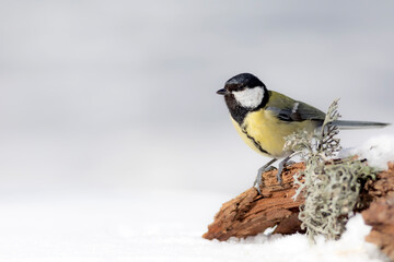 Winter nature and bird. White snow background. Bird: Great tit. 