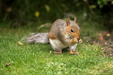 Grey Squirrel on the grass in Scotland, close up