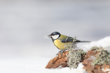 Winter nature and bird. White snow background. Bird: Great tit. 