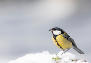Obraz na płótnie Canvas Winter nature and bird. White snow background. Bird: Great tit. 