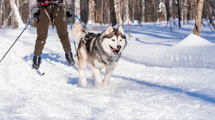 Sled dog skijoring. Husky sled dog pull dog musher. Sport championship competition.