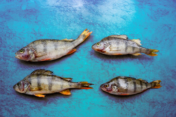 A group of fish on a blue background