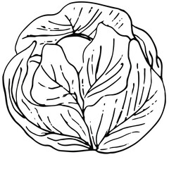 Round cabbage with lush leaves, an indispensable ingredient in salads, dietetic healthy food, vitamins. Design for eco-friendly non-GMO product line. Drawn by black lines on a white background, vector