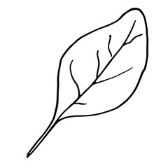 agriculture, aromatic plants, art, black, botany, celery, cooking, delicious, diet, drawing, eco, ecology, flora, food, fresh, garden, gastronomy, harvest, health, healthy, healthy food, healthy lifes