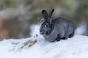 Rabbit. Winter forest nature background.  