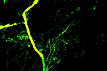 Gold marble  texture or background. abstract  gold .