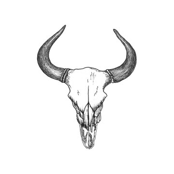 Skull of a horned pair-hoofed animal of a bull or buffalo, hand-drawn in a sketch style. Vintage merch for t-shirt, denim jacket or bag design. Buffalo skull isolated on white.