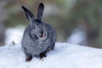 Rabbit. Winter forest nature background.  