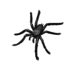 Big black scary spider isolated on white background. Hand-drawn illustration.