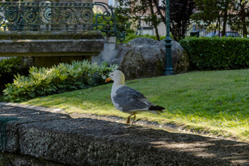 dove in the park