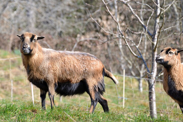 Cameroon dwarf blackbelly sheep