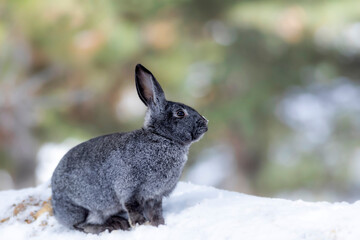 Rabbit. Winter forest nature background.  