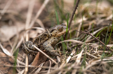 A Toad in some dry grass