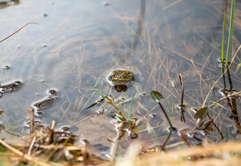 A Toad swimming in a pond
