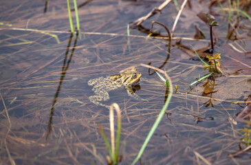 A Toad
