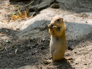 A young black-tailed prairie dogsis standing on the ground