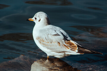seagull on the rock