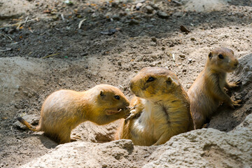 A young and and old Black-tailed prairie dogs are communicating