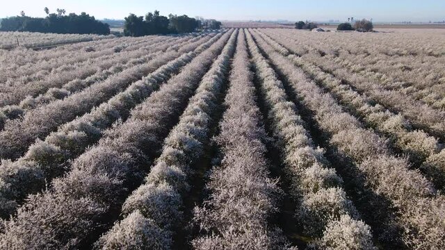 Cinematic aerial shot of massive field of almond trees in San Joaquin Valley in Central California