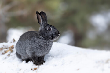 Rabbit. Winter forest nature background.  