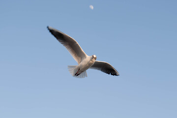 seagull in the sky