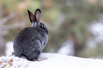 Rabbit. Winter forest nature background.  