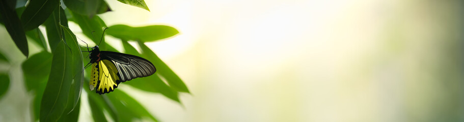 Nature of butterfly in garden using as background butterflies day cover page