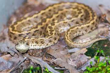 An endangered Hungarian viper on the ground