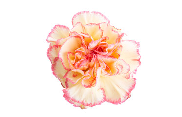 carnation isolated on white background isolated