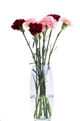 carnation isolated on white background isolated