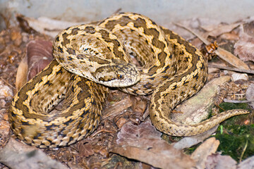 An endangered Hungarian viper on the ground