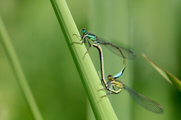 Close up male and female mating Scarce Blue-tailed Damselfly. Scientific name Ischnura pumilio.