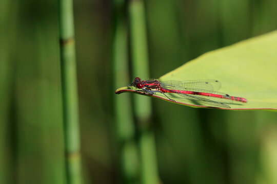 A male, Large Red Damselfly. Scientific name Pyrrhosoma nymphula. damselfly is basking on a leaf. Shallow depth of field.