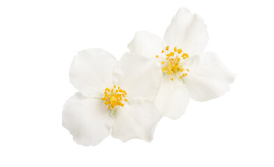 Naklejka na ściany i meble jasmine flowers isolated