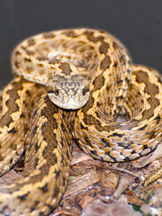 An endangered Hungarian viper on the ground