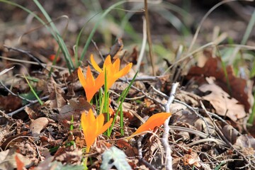 Yellow crocus flowers (Crocus flavus) in the spring forest close-up on a blurry background