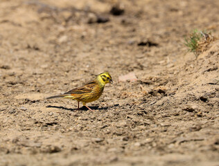 A Yellow Hammer songbird searching on the ground for food. Scientific name Emberiza citrinella.